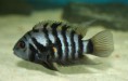 /album/peixes-ornamentais/archocentrus-nigrofasciatus-female-1-jpg/